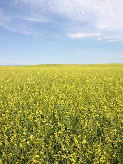 Carinata as biofuel