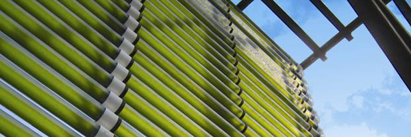 Converting Carbon Dioxide Gas into a Clean Combination of Algae & Oxygen