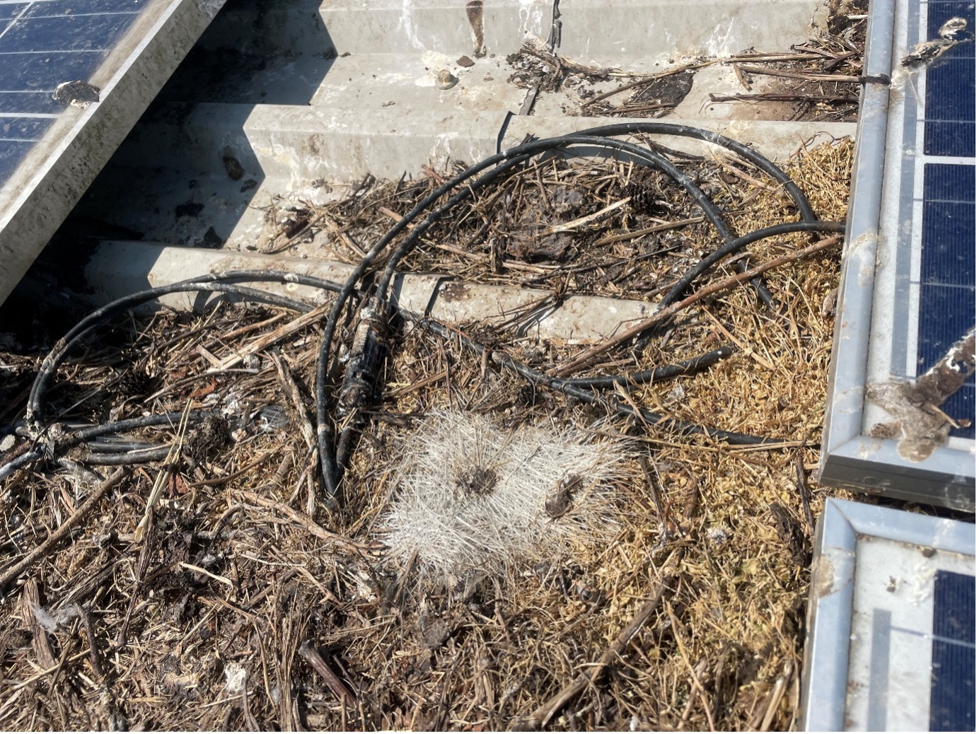 scrub between solar panels