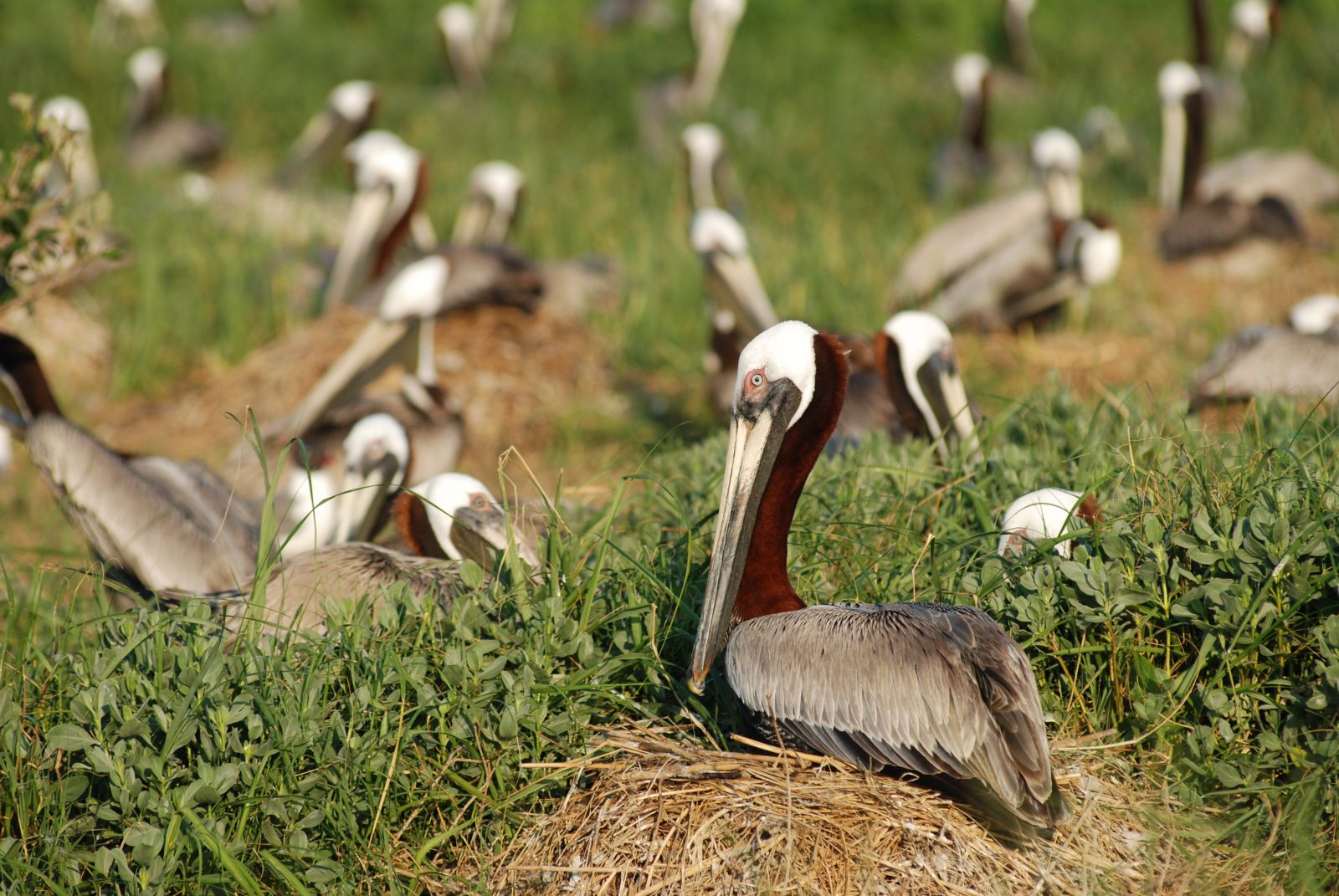 National Audubon Society Article Image 2