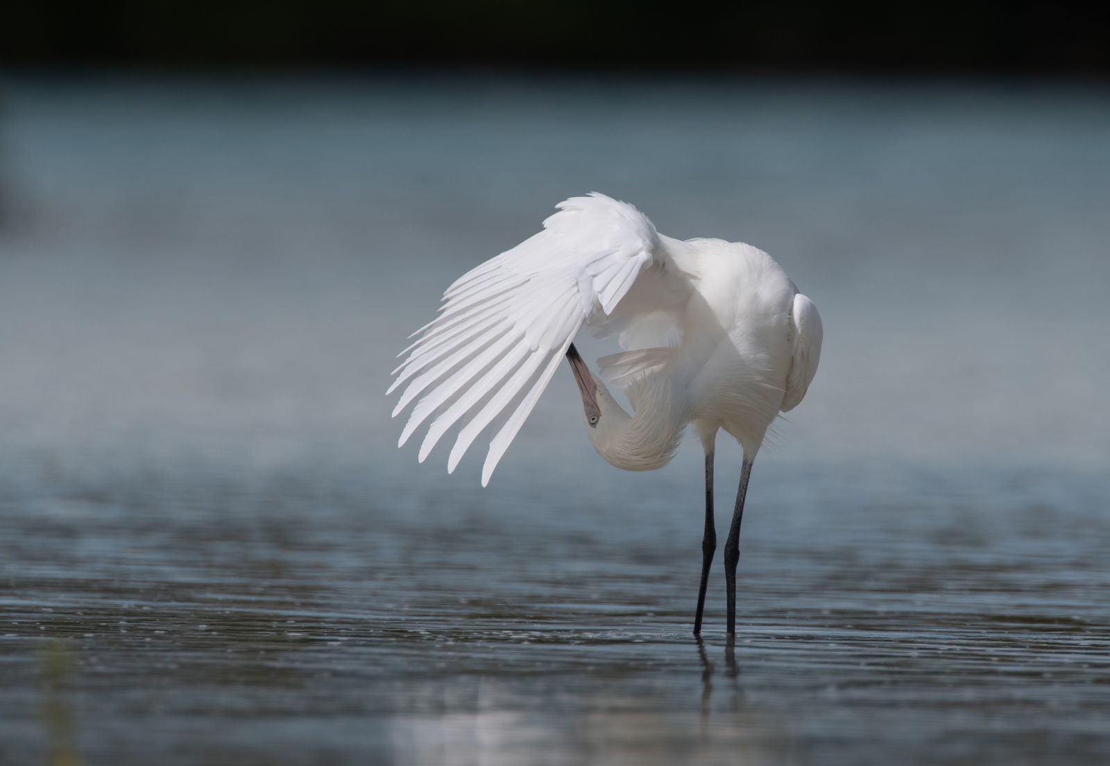 National Audubon Society Article Image 1