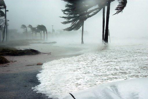 hurricane palm trees