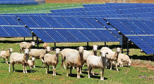 sheep and solar panels