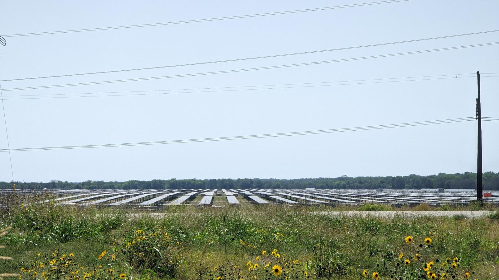 flower field solar
