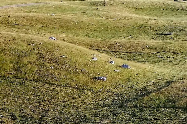 grass