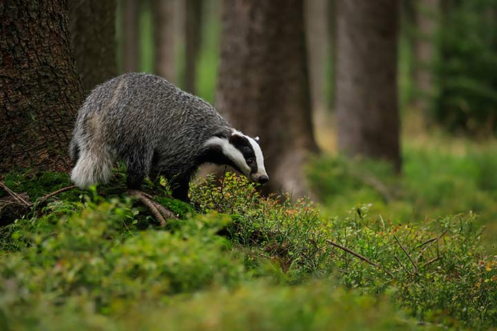 badger