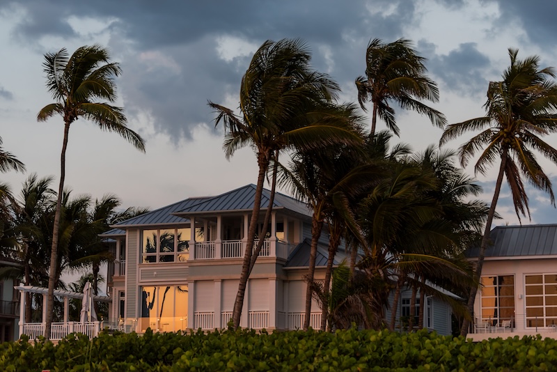 palm trees
