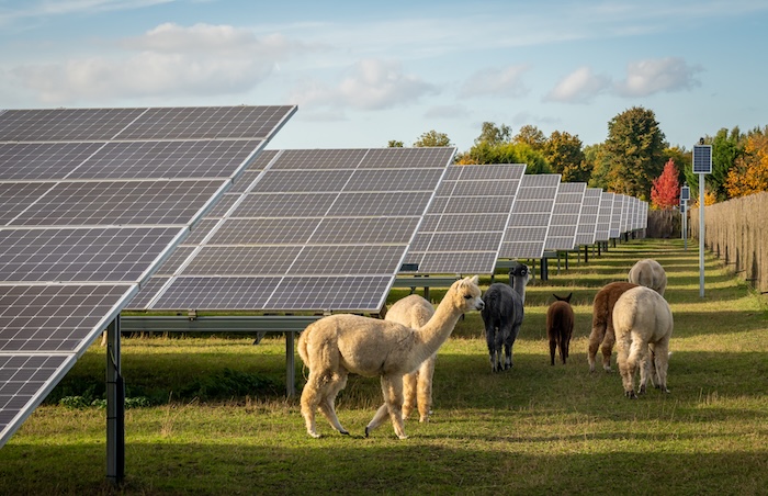 alpacas
