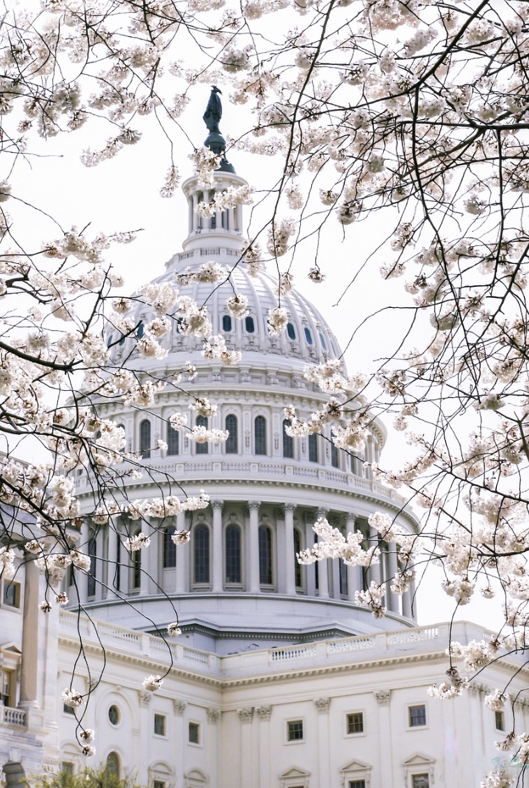 cherry blossoms congress