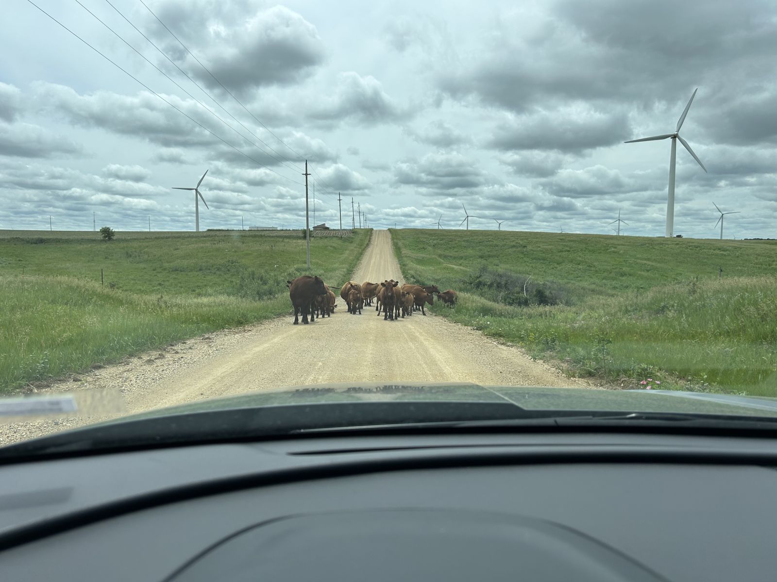 cows on road