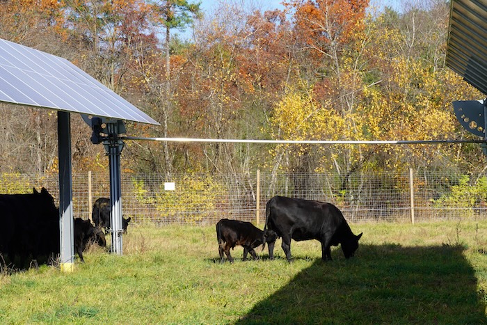 cows and solar