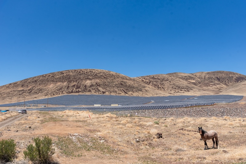 solar field and horse