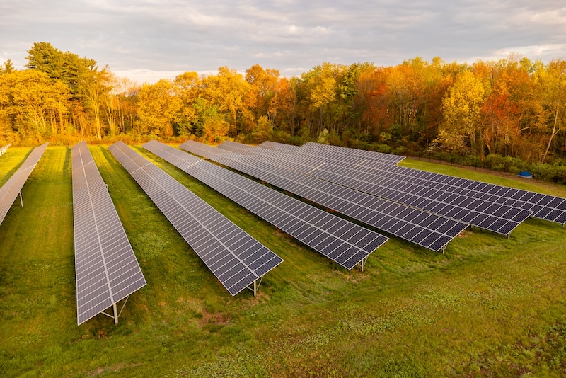 autumn forest solar