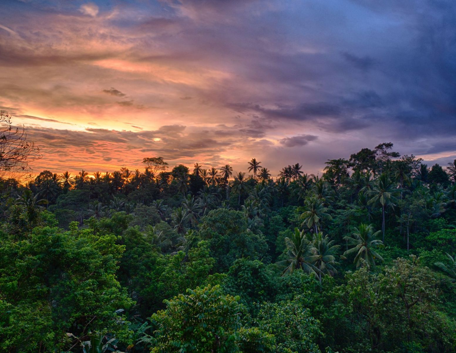 sunsets forest line