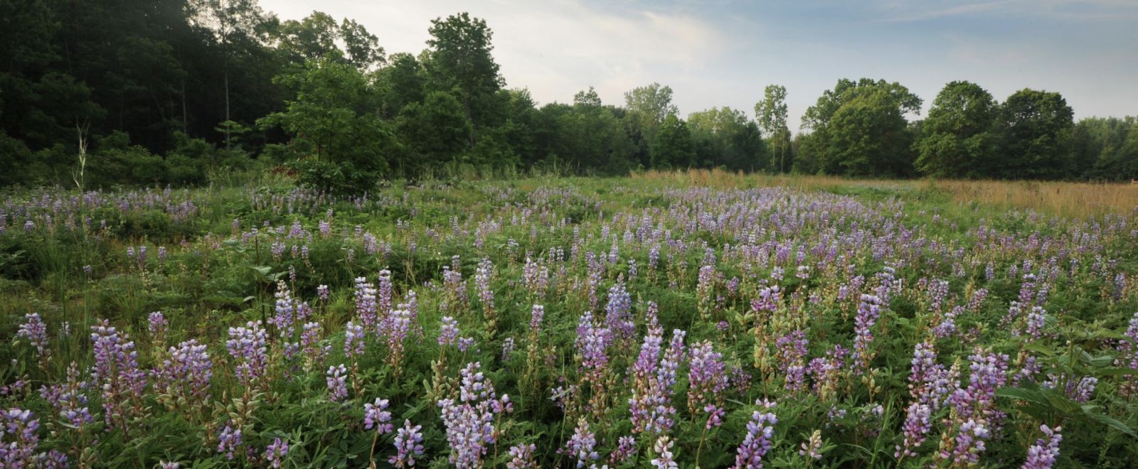 field of flowers