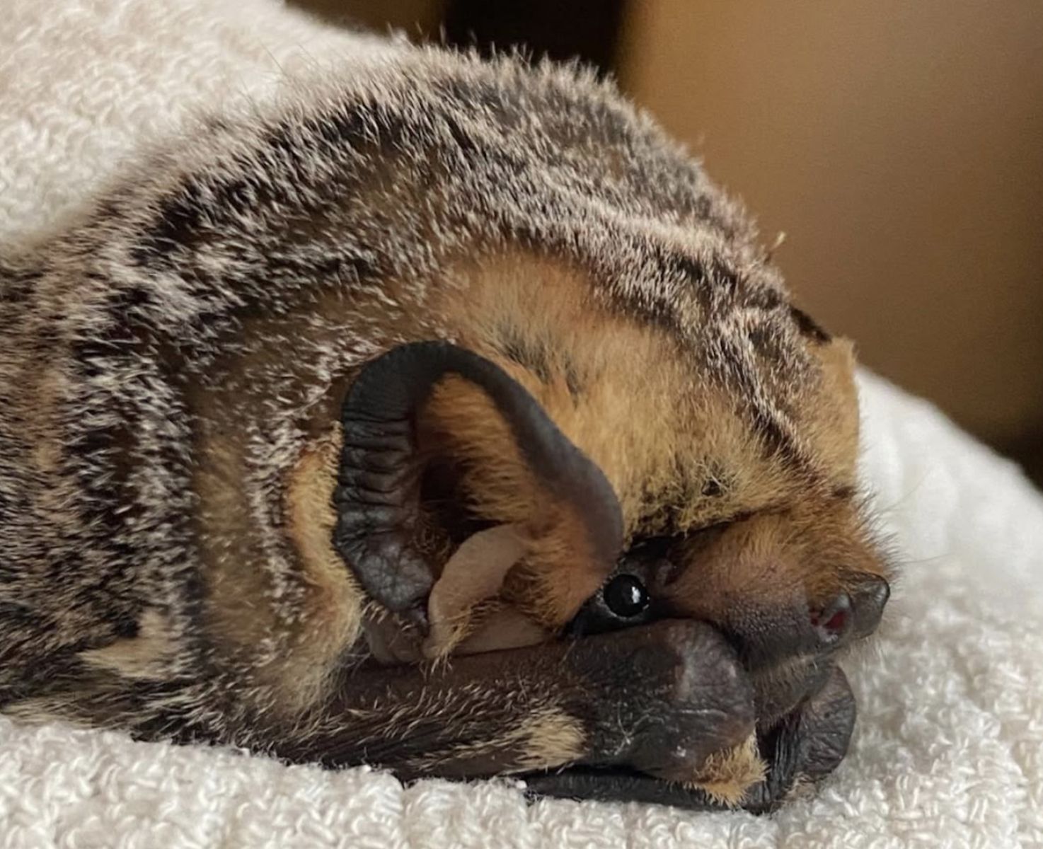 bat on blankie