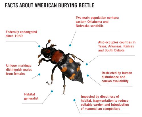 Figure 1. Facts about American burying beetles (ABB)