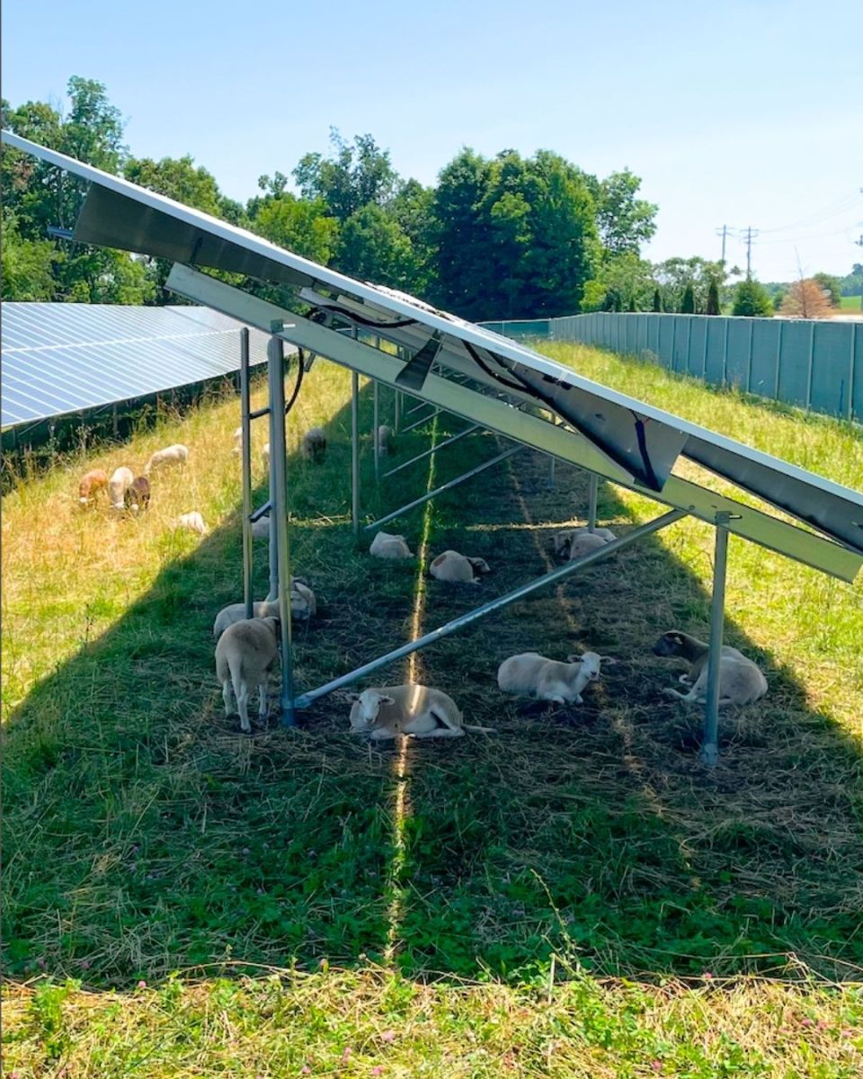 sheep in shade