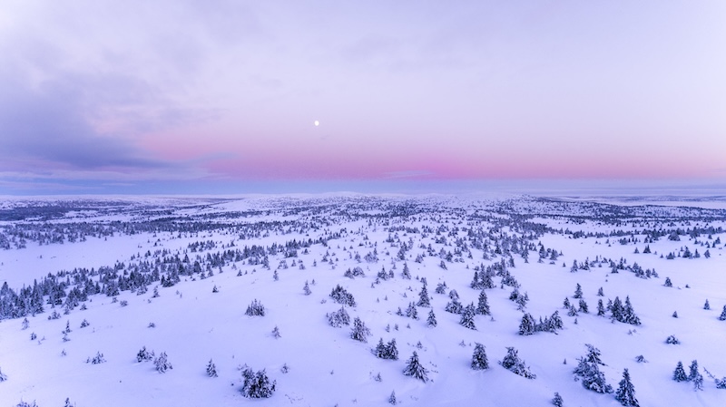 purple
