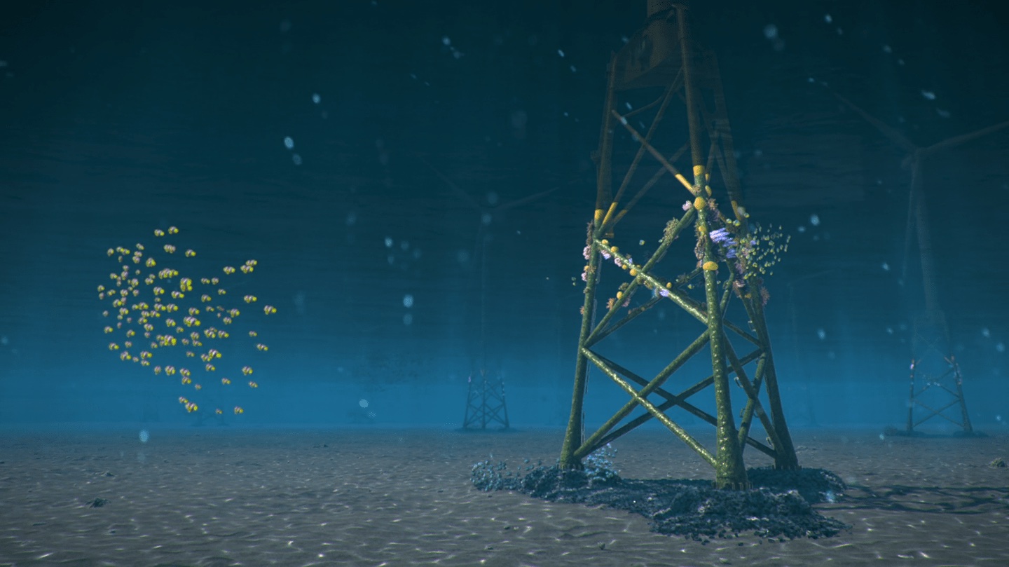 growing corals on offshore wind turbine foundations