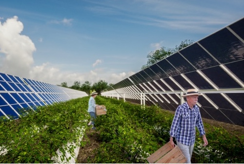 farmers and solar