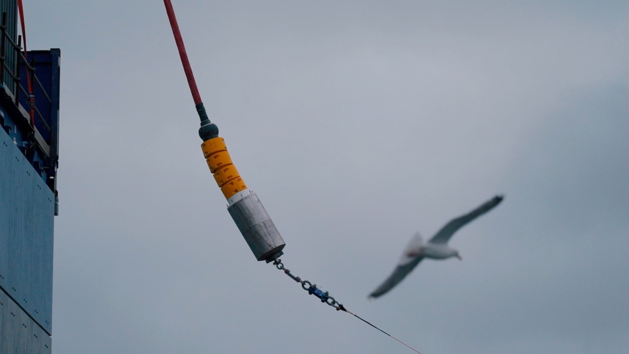 seagull
