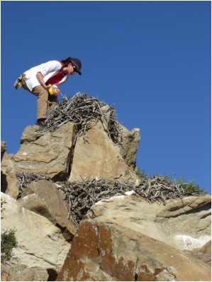 A biologist with Ecology & Environment, Inc. investigates a Ferruginous Hawk's nest on a rock outcropping, during its baseline survey for a 99 MW wind energy project in Wyoming.