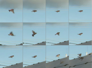 North American Clean Energy - How Does Solar Affect Birds? Deep ...