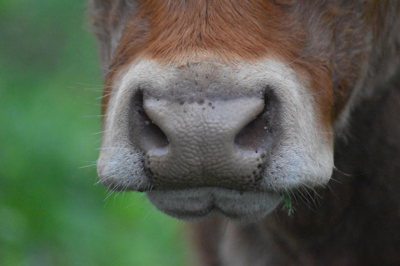 When the Cows Escaped: A day in the life of a wind energy parts sales engineer