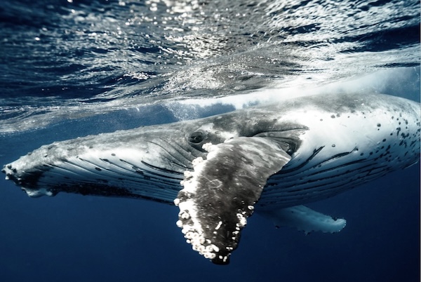 Green Oceans Petitions the Army Corps of Engineers to Suspend and Revoke Revolution Wind Permit