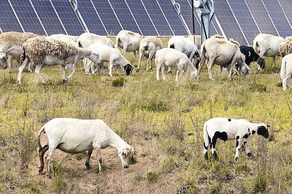 DESRI Announces Start of Construction at Catclaw Solar & Storage Facility in Buckeye, AZ