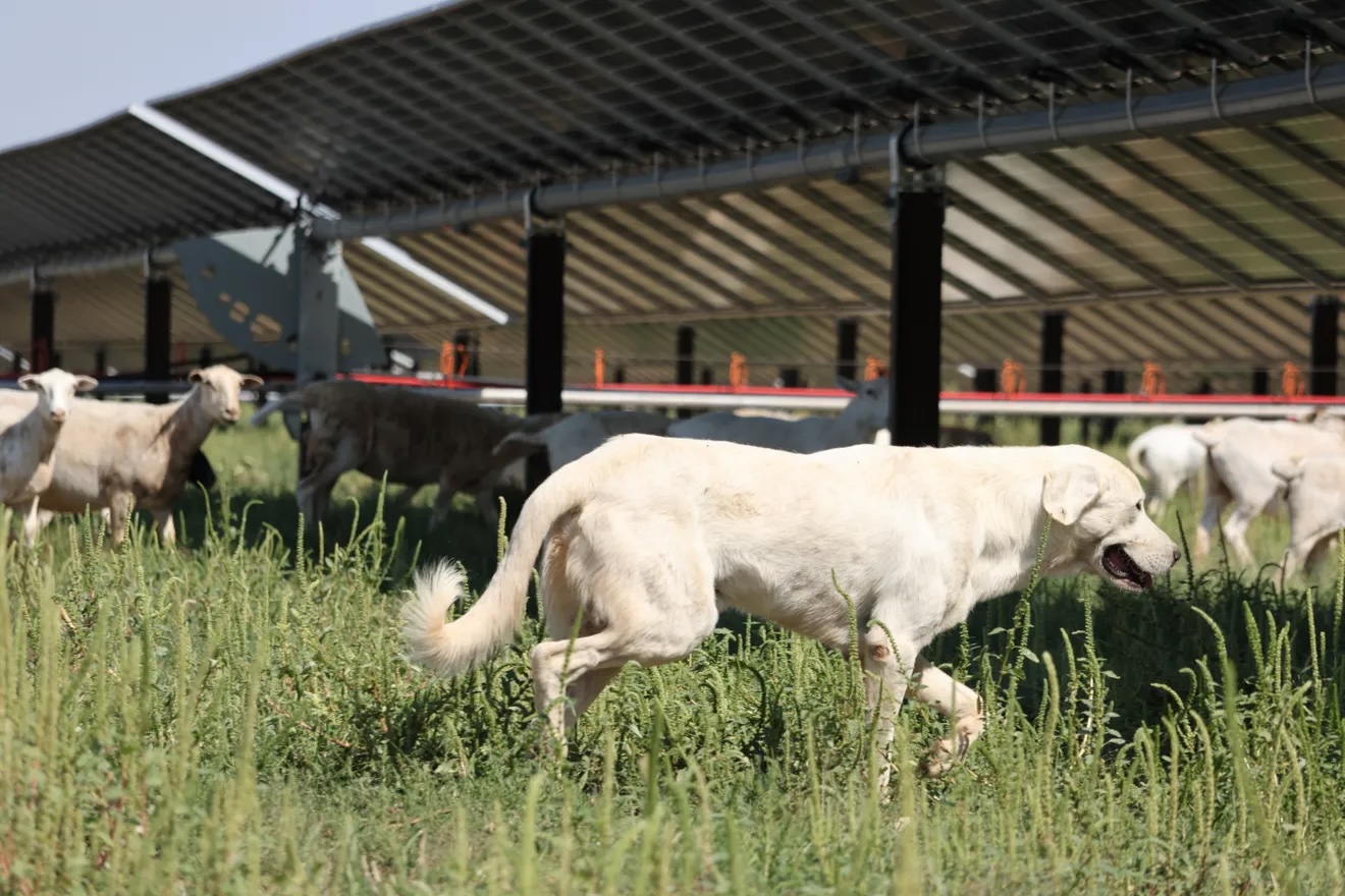 Over 2,000 Sheep Manage 3,900-Acre Hornet Solar Site