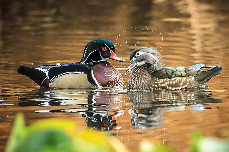EDP Renewables Donates $162,500 to Ducks Unlimited for White River National Wildlife Refuge Restoration in Arkansas