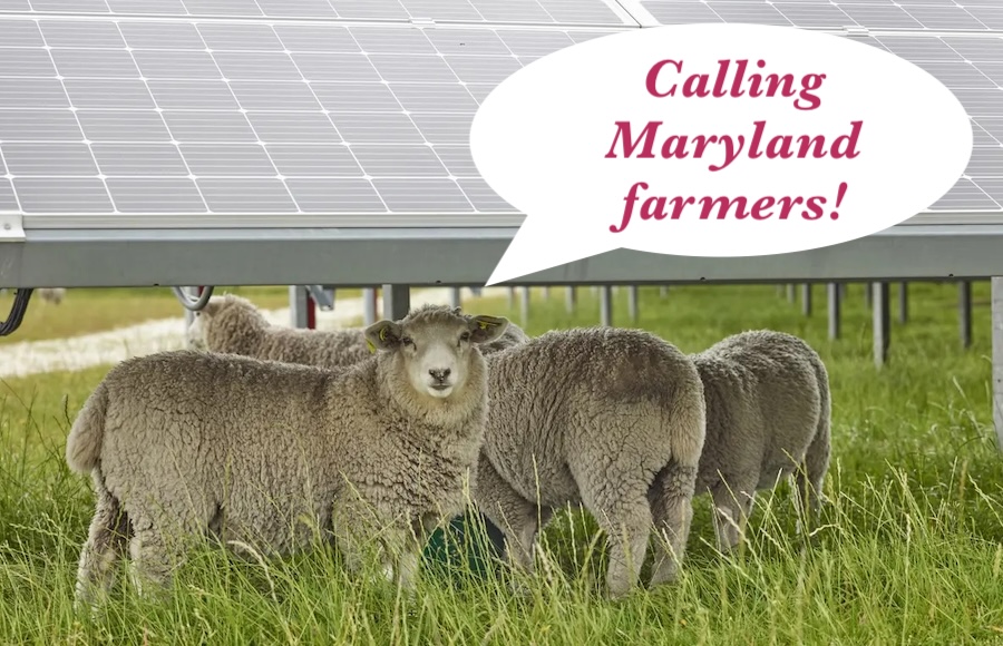 Chaberton Energy RFP Seeks Farming Partners for two Maryland Agrivoltaics Projects