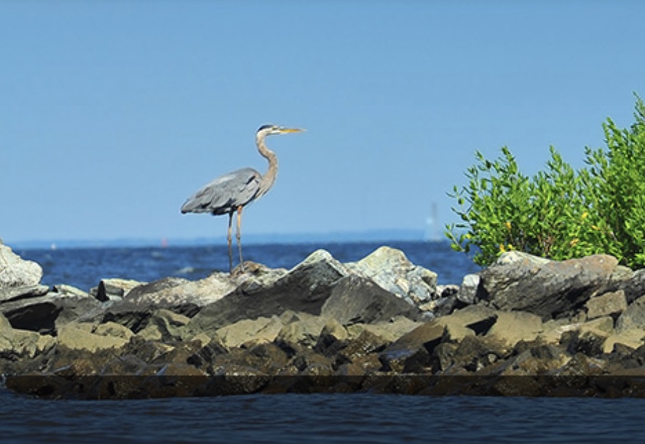 Bluepoint Wind, Golden State Wind Lease Buy-Back Threatens Affordable Energy, Wildlife Protections