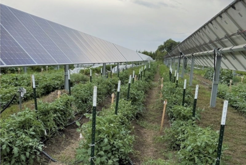 Center for Rural Affairs Releases Fact Sheet on Land Use and Tax Considerations for Agrisolar Projects